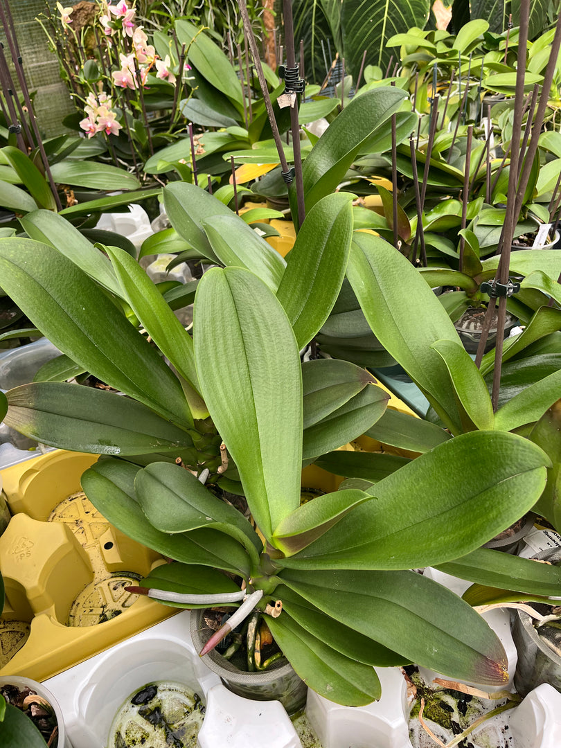 Phalaenopsis ibrida colore mix