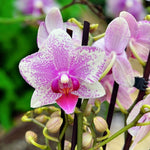 Load image into Gallery viewer, Phalaenopsis Rotterdam