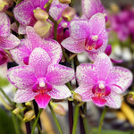 Load image into Gallery viewer, Phalaenopsis Rotterdam