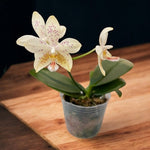 Chargez l'image dans la visionneuse de galerie, Phalaenopsis Tying Shin Fly Eagle × Phal. tetraspis 'C1'