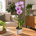 Carica l'immagine nel visualizzatore Galleria, Dendrobium Keiko (Dendrobium Phalaenopsis)