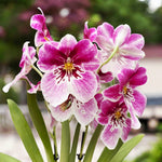 Load image into Gallery viewer, Miltoniopsis Princess Diana