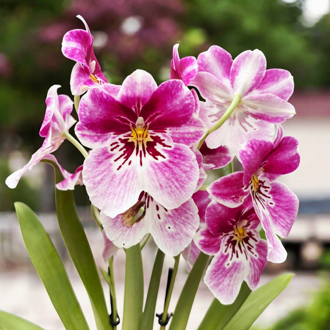 Miltoniopsis Princess Diana