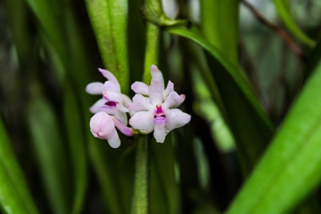 Trichoglottis rosea x latisepala