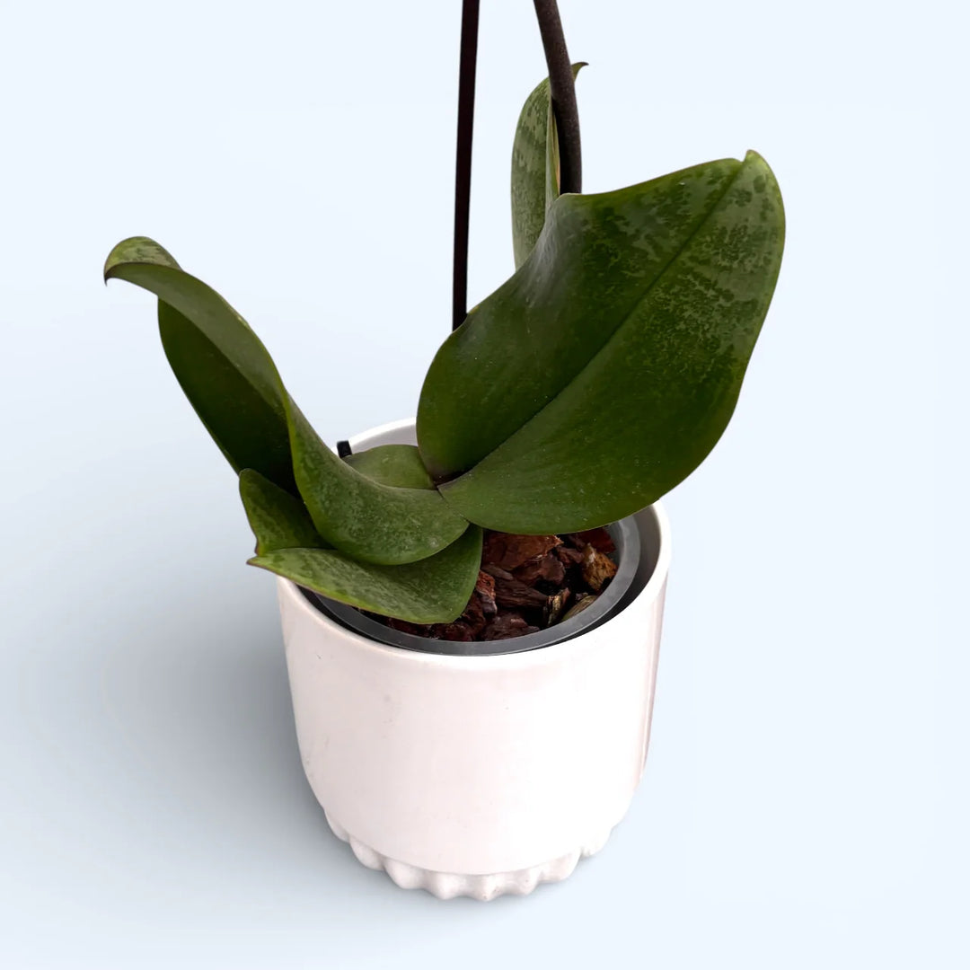 Phalaenopsis Hanni Dark Pink
