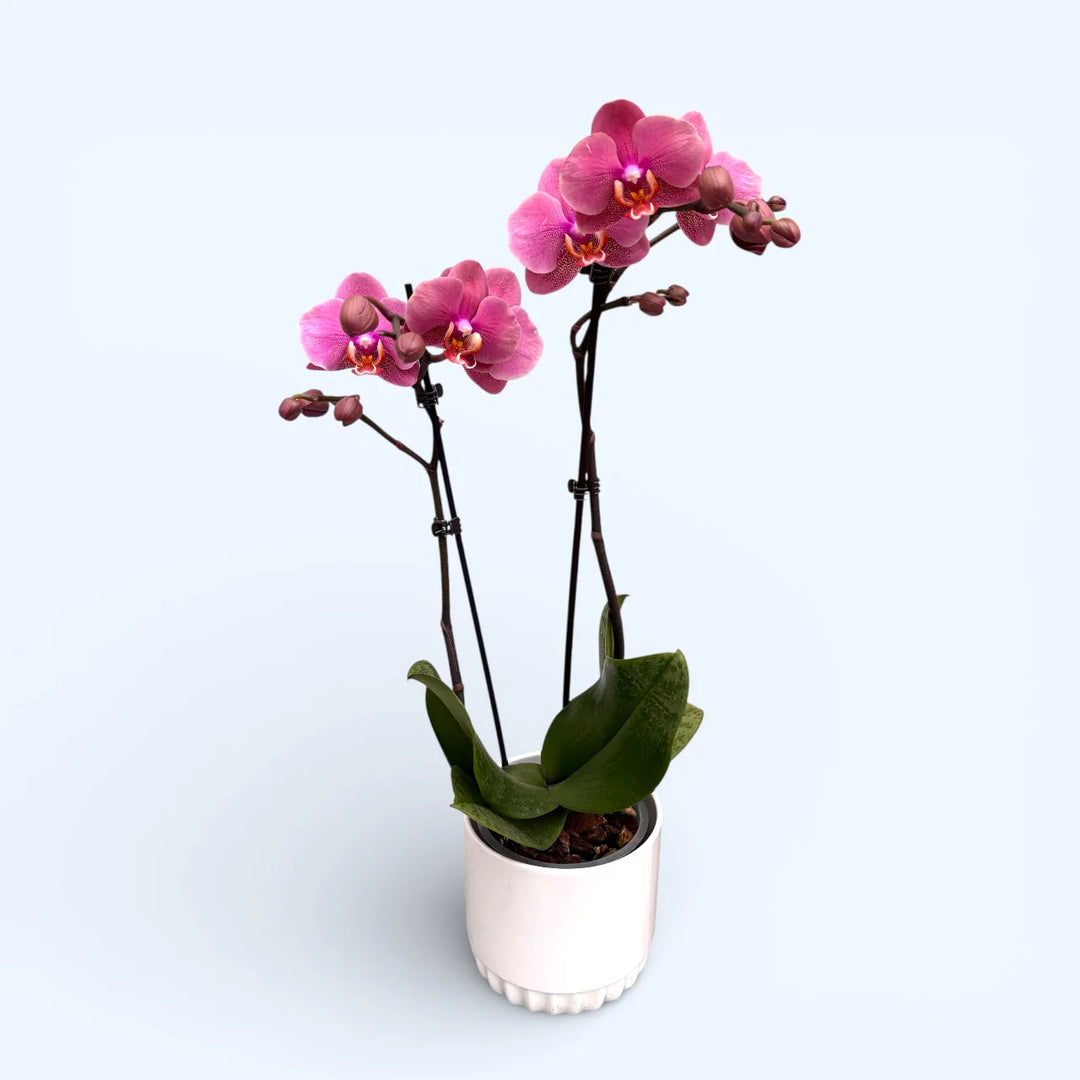 Phalaenopsis Hanni Dark Pink