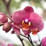 Load image into Gallery viewer, Phalaenopsis Hanni Dark Pink