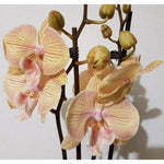 Load image into Gallery viewer, Phalaenopsis Karen - Big Lip