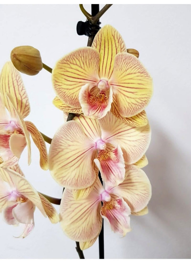 Phalaenopsis Karen - Big Lip