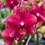 Load image into Gallery viewer, Phalaenopsis Reyoung Miley