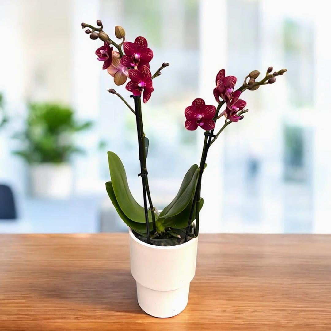 Phalaenopsis Reyoung Miley
