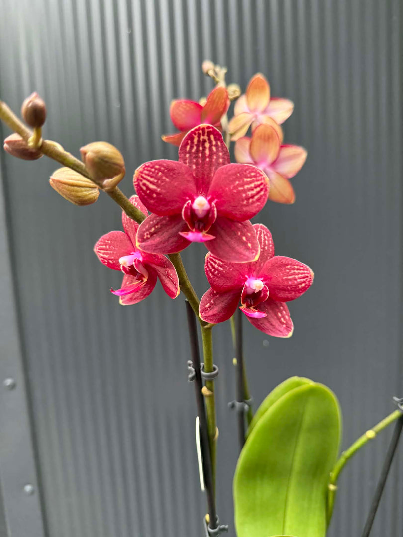Phalaenopsis Reyoung Miley