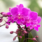 Load image into Gallery viewer, Phalaenopsis Cassiopeia