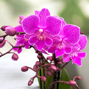 Phalaenopsis Cassiopeia