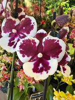Load image into Gallery viewer, Phalaenopsis King Car Clown