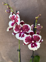 Load image into Gallery viewer, Phalaenopsis King Car Clown