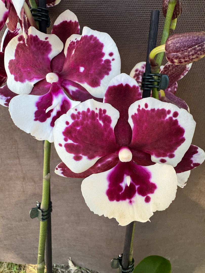 Phalaenopsis King Car Clown