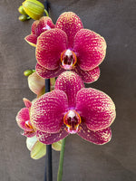 Load image into Gallery viewer, Phalaenopsis I-Hsin Picture