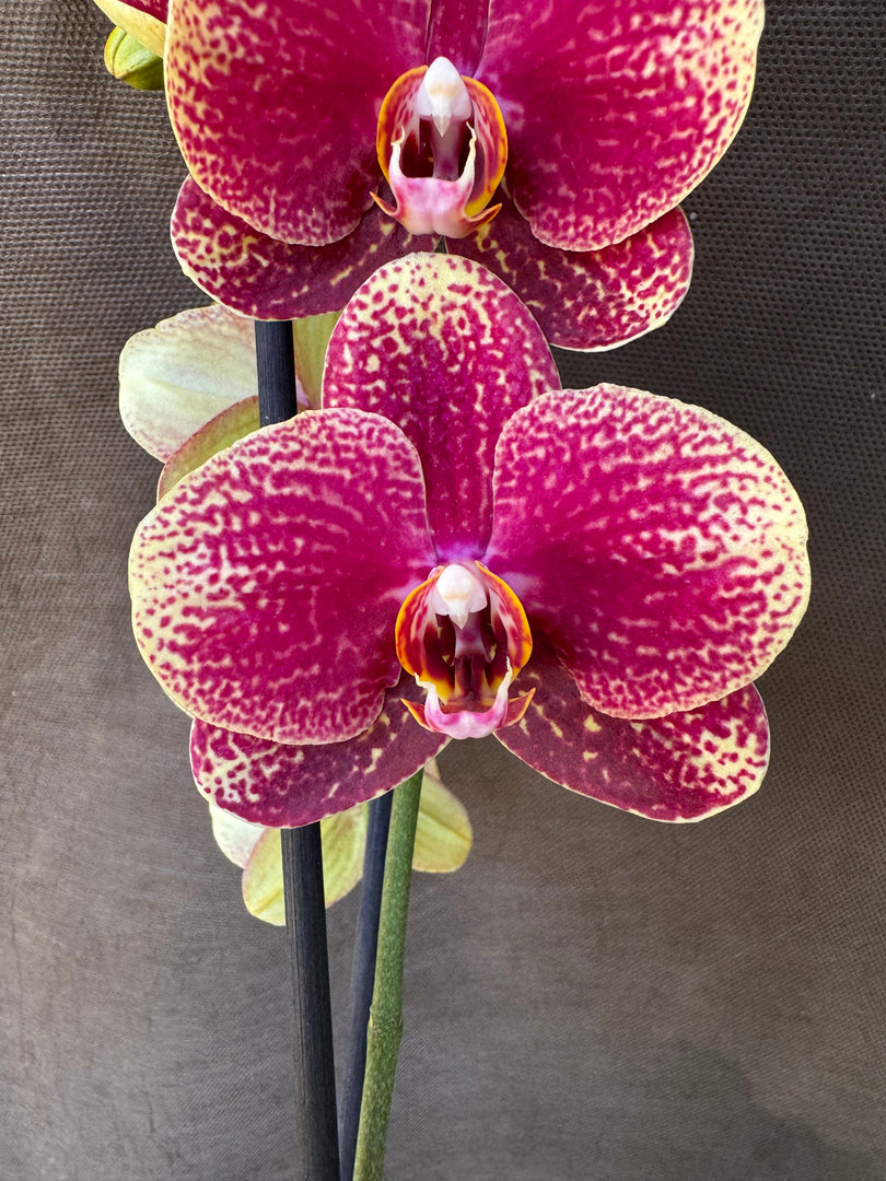 Phalaenopsis I-Hsin Picture