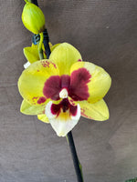 Load image into Gallery viewer, Phalaenopsis Yellow Cow - Big Lip