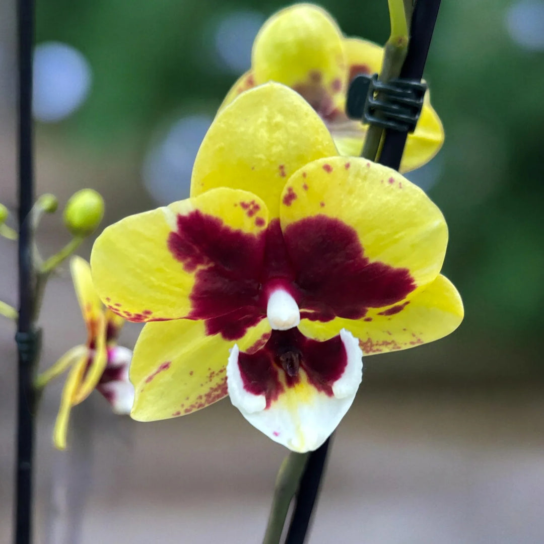 Phalaenopsis Yellow Cow - Big Lip