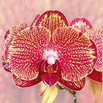 Load image into Gallery viewer, Phalaenopsis I-Hsin Picture