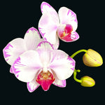 Load image into Gallery viewer, Phalaenopsis Fong Tien's Amapearl 'Cone Pearl CL913G'