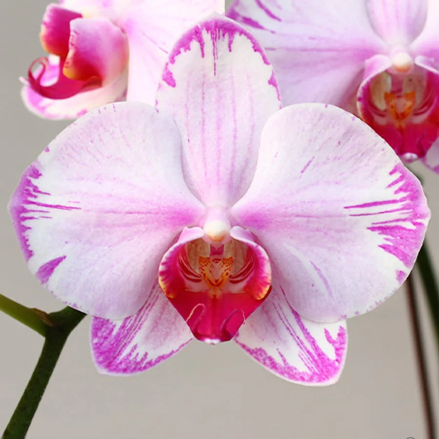 Phalaenopsis Fong Tien's Amapearl 'Cone Pearl CL913G'