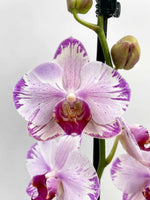 Load image into Gallery viewer, Phalaenopsis Fong Tien's Amapearl 'Cone Pearl CL913G'