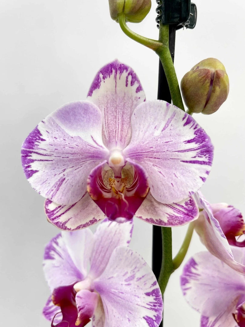 Phalaenopsis Fong Tien's Amapearl 'Cone Pearl CL913G'