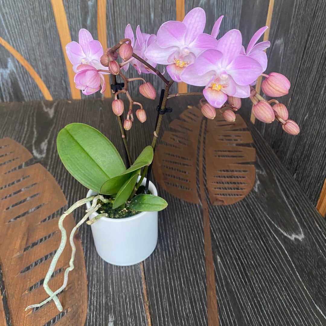 Phalaenopsis Sogo Sakura