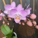 Load image into Gallery viewer, Phalaenopsis Sogo Sakura