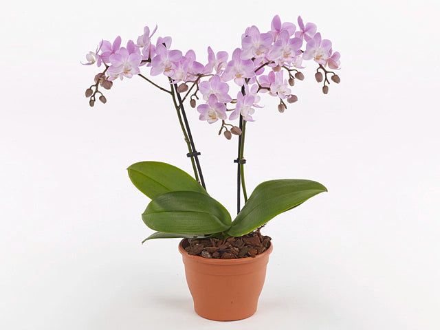 Phalaenopsis Sogo Sakura