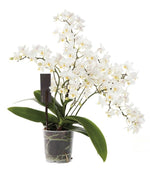 Load image into Gallery viewer, Phalaenopsis Sogo Popcorn