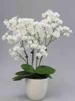 Load image into Gallery viewer, Phalaenopsis Sogo Popcorn