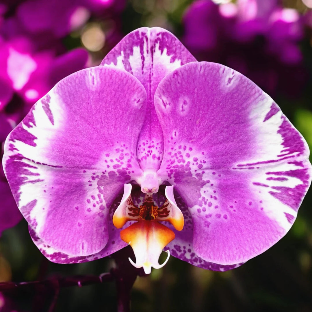 Phalaenopsis Victorio