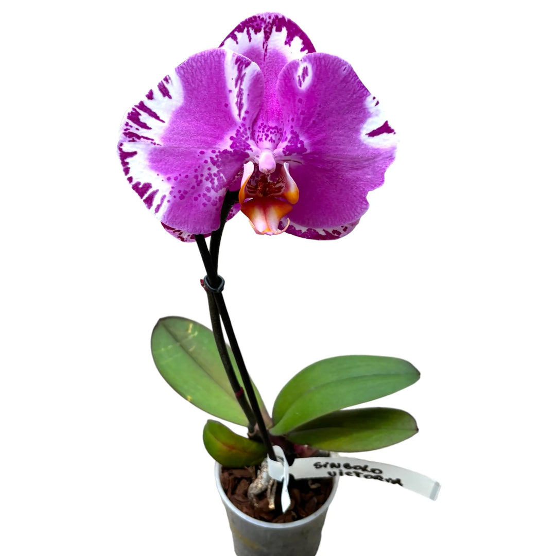 Phalaenopsis Victorio