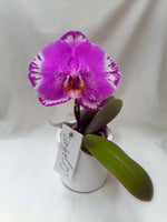 Load image into Gallery viewer, Phalaenopsis Victorio