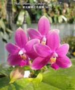 Carica l'immagine nel visualizzatore Galleria, Phalaenopsis violacea var. indigo red 'MIKI'