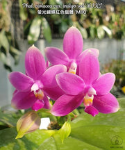 Phalaenopsis violacea var. rouge indigo 'MIKI'