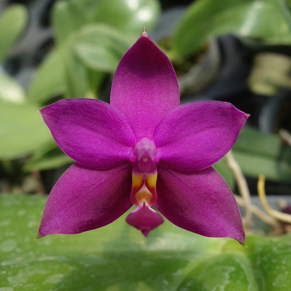 Phalaenopsis violacea 'Indigo Red' (magenta form)
