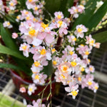 Load image into Gallery viewer, Oncidium Twinkle light pink