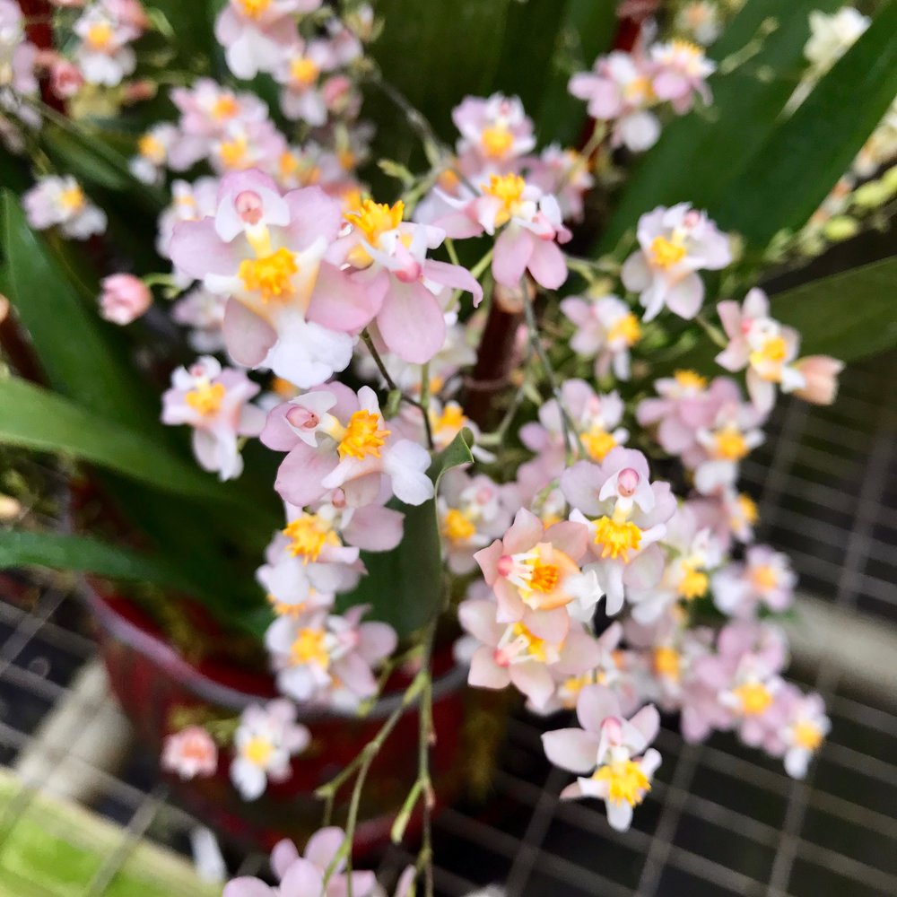 Oncidium Twinkle light pink