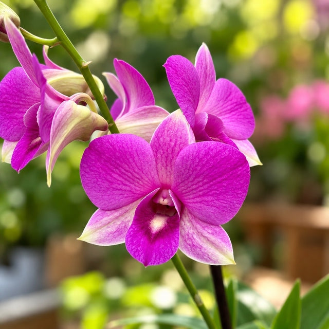 Dendrobium Burana Racha
