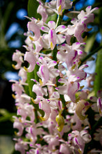 Load image into Gallery viewer, Aerides odorata
