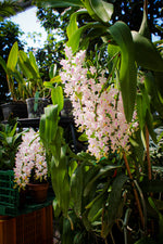 Load image into Gallery viewer, Aerides odorata
