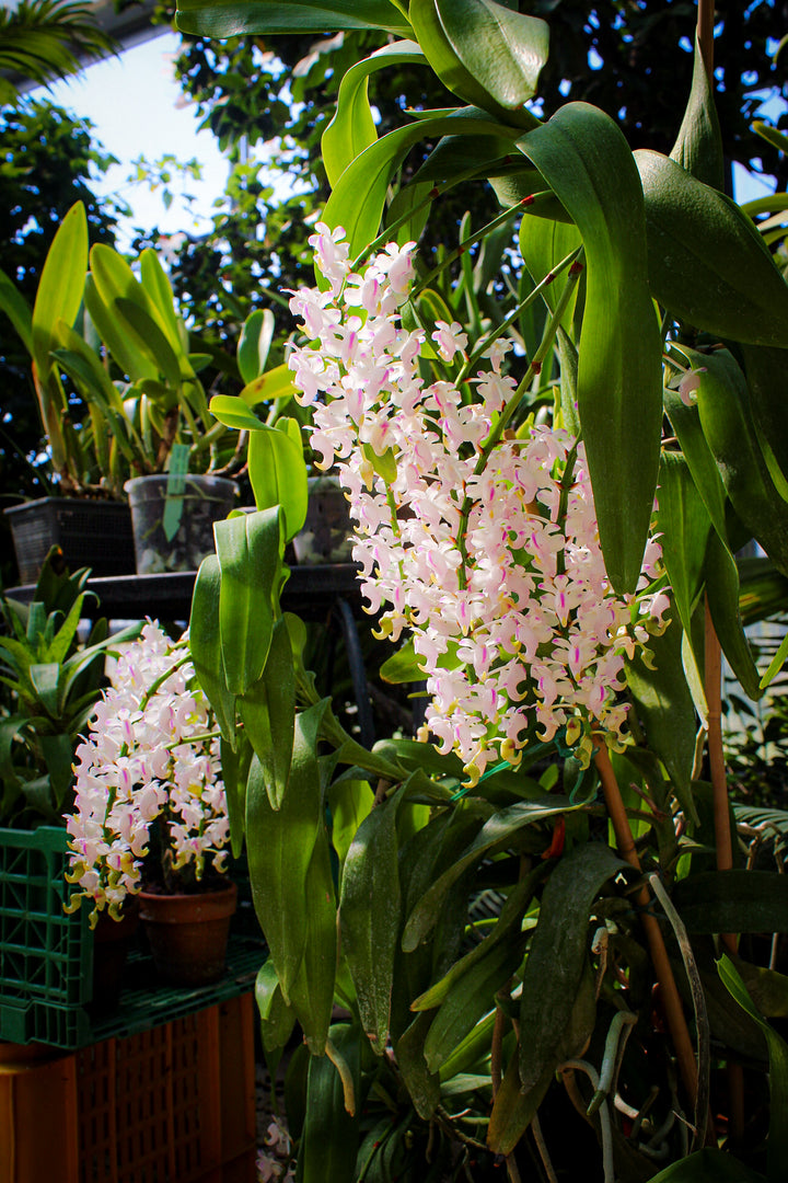 Aerides odorata