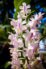 Load image into Gallery viewer, Aerides odorata
