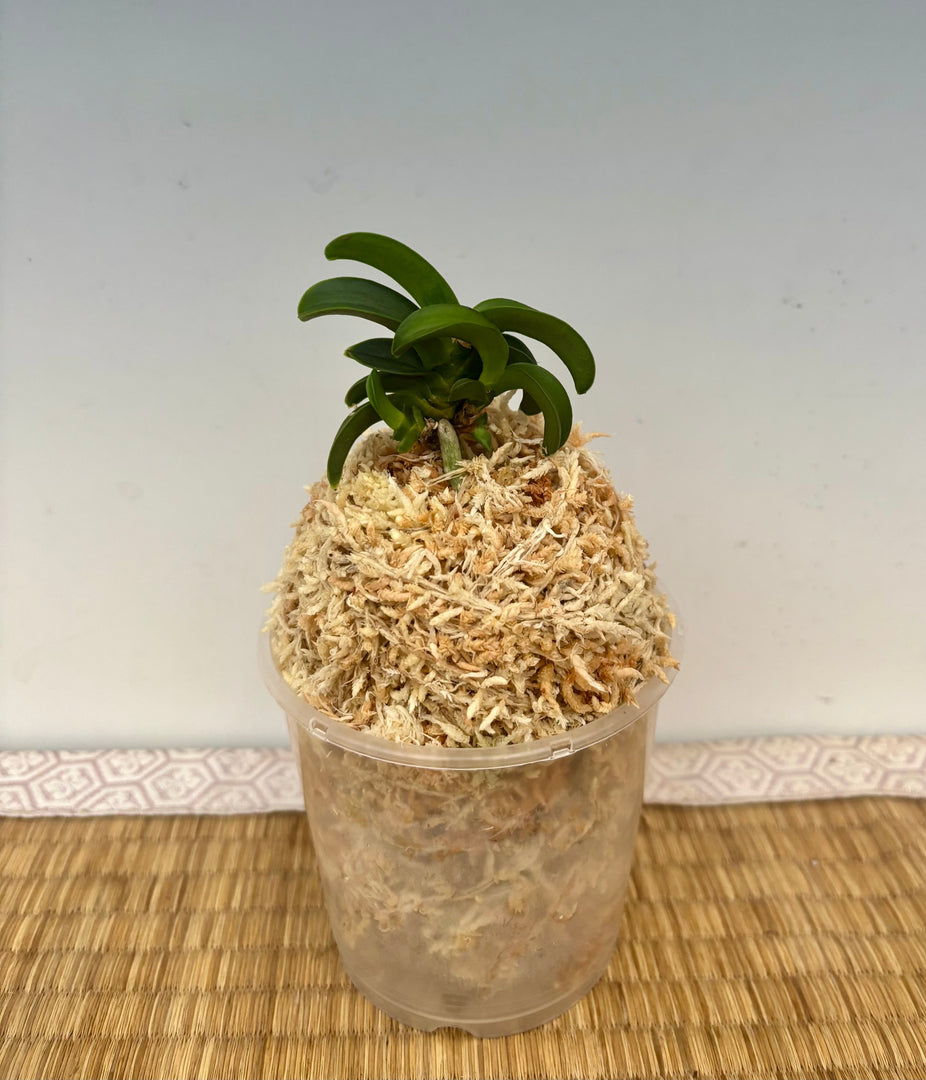 Neofinetia falcata 'Jyukai' 樹海