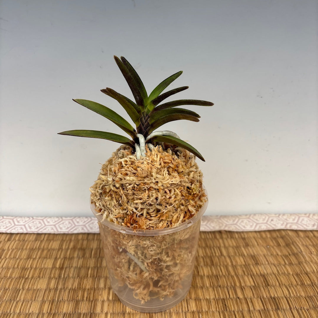 Neofinetia falcata 'Kaiomaru'